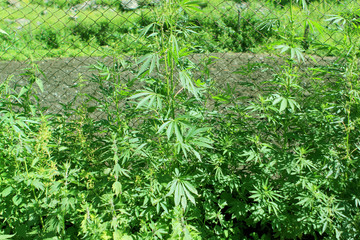 green juicy thickets of young cannabis growing along the net fence, summer, the concept of legalization of narcotic substances