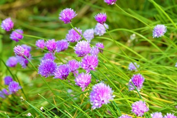 Purple chive flowers in the garden.