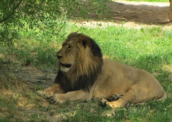 Animals from various zoos in the world.