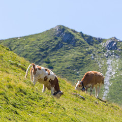 two milk cows in alpine pasture in Switzerland