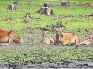 Animals from various zoos in the world.