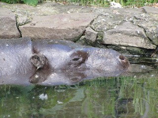 Animals from various zoos in the world.