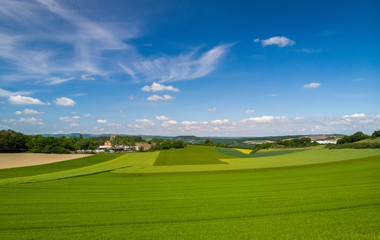 Getreidefeld in der Vulkaneifel