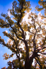 Obraz premium Trees from below with young leaves and blue sky in spring in Japan