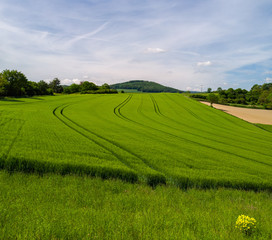 Obraz premium Getreidefeld in der Vulkaneifel