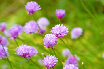 Colourful Chive flowers in the garden.