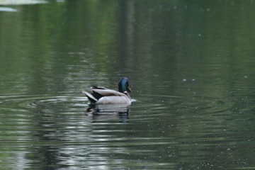 Cute ducks swim in the pond