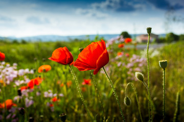 Naklejka premium Pola maku