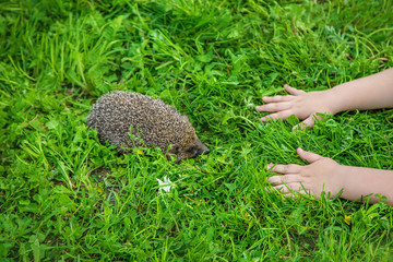 little hedgehog in nature. animals. selective focus. © yanadjan