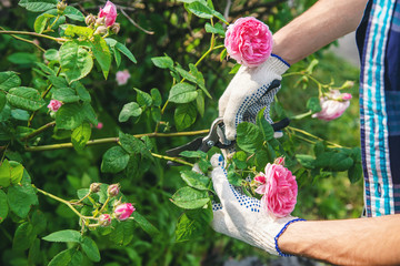 gardener man pruning tea rose shears. selective focus.