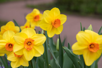 Obraz na płótnie Canvas Spring flowers yellow daffodils. beautiful yellow flowers.