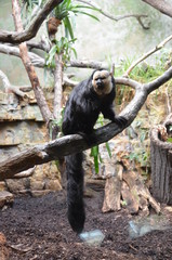 White-faced Saki (Pithecia pithecia)