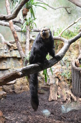 White-faced Saki (Pithecia pithecia)