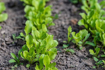 Seedlings of lettuce in the garden. Useful grass in the garden. Close up. Selective focus.