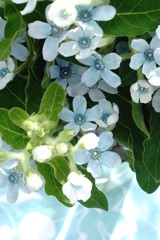 ブルースターの花束