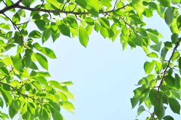 木の葉　青い空　フレーム　イメージ