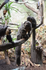White-faced Saki (Pithecia pithecia)