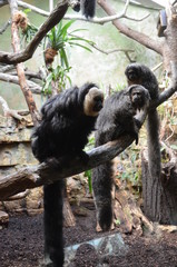 White-faced Saki (Pithecia pithecia)
