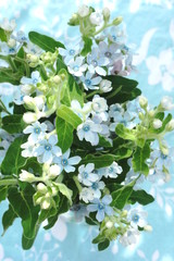 ブルースターの花束