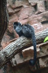 Titi Goeldi (Callimico goeldii)