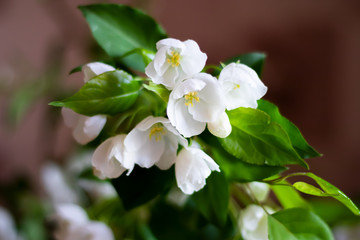 spring flowering of the apple tree, white flowers on the background of leaves