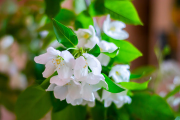 spring flowering of the apple tree, white flowers on the background of leaves