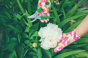 gardener pruning flowers peonies pruners. selective focus.