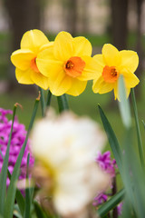 Spring flowers yellow daffodils. beautiful yellow flowers.