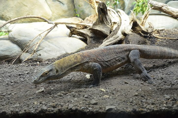 Komodo Dragon, the largest lizard in the world 