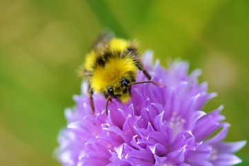 Bee on a Chive flower.