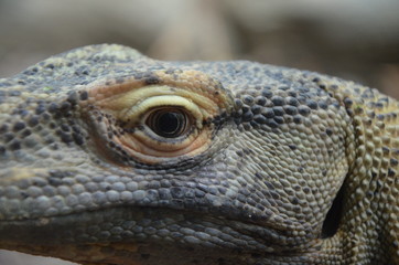 Komodo Dragon, the largest lizard in the world 