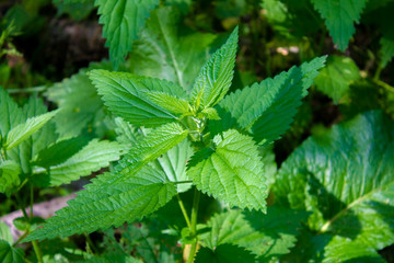 Bushes of wild nettle in the forest