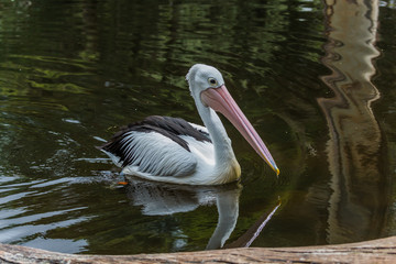 Large waterfowl pelican swims