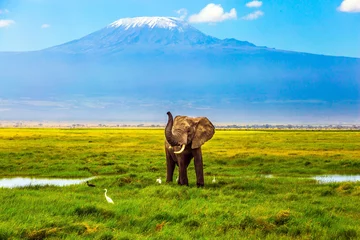 Fotobehang Kilimanjaro Olifant op de Kilimanjaro
