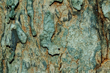 stump of oak tree felled - section of the trunk with annual rings