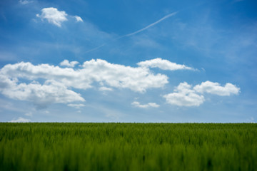 Obraz premium Der Himmel über dem Getreidefeld
