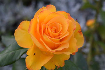 yellow rose in garden