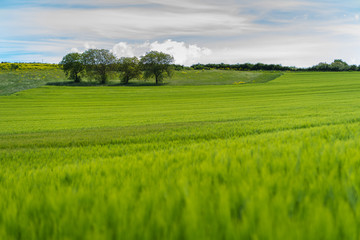 Getreidefelder in der Vulkaneifel