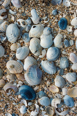 The surface of the sandy seashore with a lot of broken shells of cockle mollusks