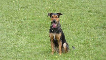 Huntaway dog in training a beautiful day for training outdoors