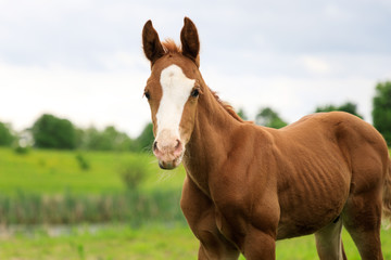 Fototapeta na wymiar Young foal on the pasture in springtime