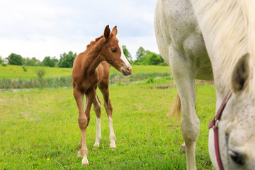 Young foal with his mother on the pasture in springtime