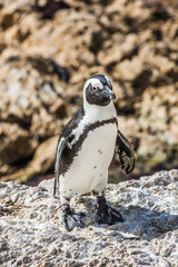 African black - white penguin