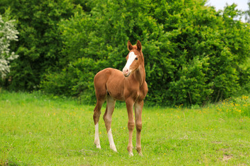 Naklejka na ściany i meble Young foal on the pasture in springtime