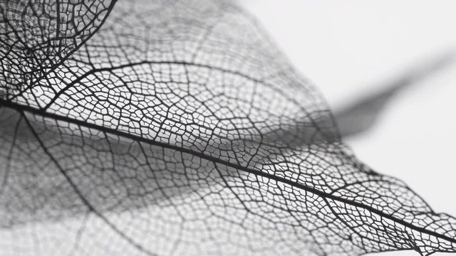 Skeletal background of leaves.