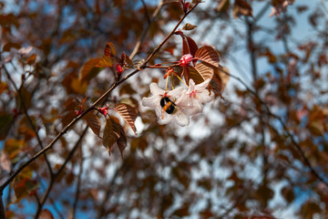 Beautiful pink and white cherry blossoms (Sakura) in the sunny summer morning