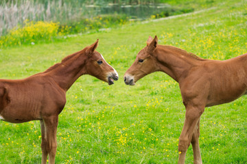 Two foals on the pasture in spring