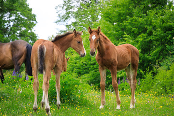 Naklejka na ściany i meble Two foals on the pasture in spring