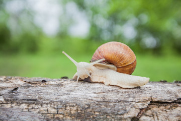Big snail in shell crawling on the tree