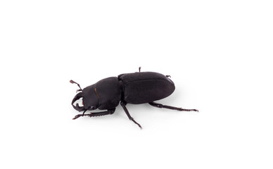 Lucanus cervus stag beetle isolated on white